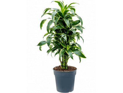 Dracaena fragrans Dorado, průměr 24 cm  Dracéna vonná, dračinec