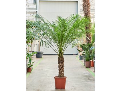 83103 phoenix roebelenii prumer 30 cm
