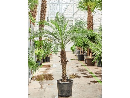 83106 phoenix roebelenii prumer 35 cm