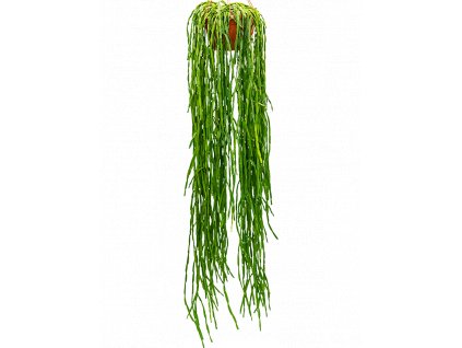 Rhipsalis paradoxa - závěs, průměr 30 cm  Rhipsalis, věšák