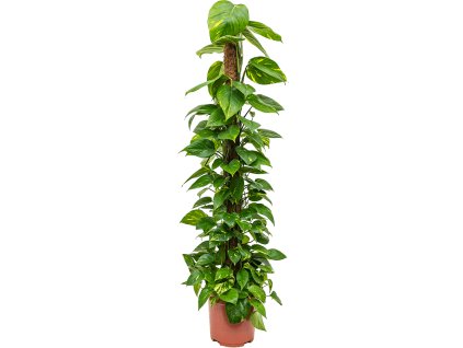 83118 epipremnum aureum s kokosovou vzperou 150 cm prumer 27 cm