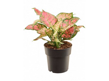 Aglaonema Crimson Love, průměr 19 cm  Aglaonema, Spící panna