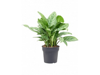 Aglaonema Stripes, průměr 27 cm  Aglaonema, Spící panna