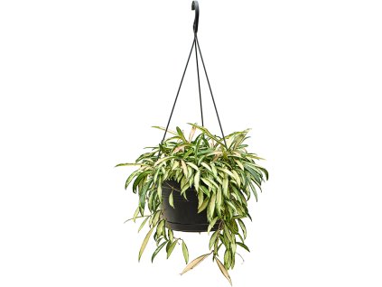 83136 hoya wayetii tricolor zaves prumer 28 cm