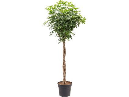 83142 schefflera arboricola compacta prumer 38 cm