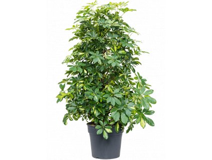 Schefflera arboricola Gold Capella, průměr 34 cm  Šeflera