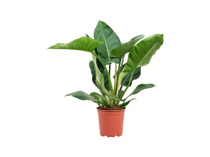 83148 philodendron imperial green prumer 24 cm