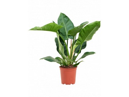 Philodendron Imperial Green, průměr 24 cm  Filodendron