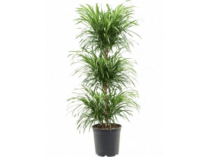 Dracaena (Pleomele) Anita Variegata, průměr 27 cm  Dracéna, Dračinec