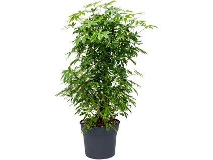 83154 schefflera arboricola compacta prumer 38 cm