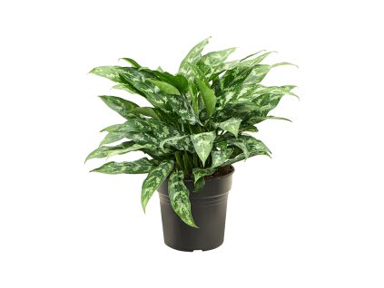83169 aglaonema maria prumer 21 cm