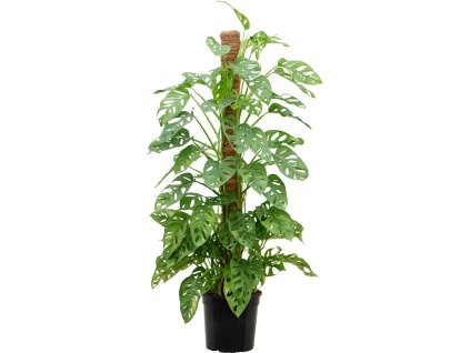 83172 monstera obliqua s kokosovou vzperou 120 cm prumer 24 cm