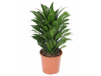 Dracaena fragrans Compacta, průměr 17 cm  Dracéna vonná, dračinec