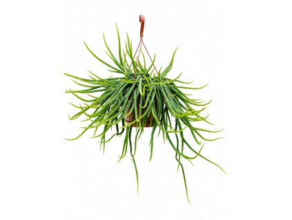 Rhipsalis wercklei - závěs, průměr 21 cm  Rhipsalis, věšák