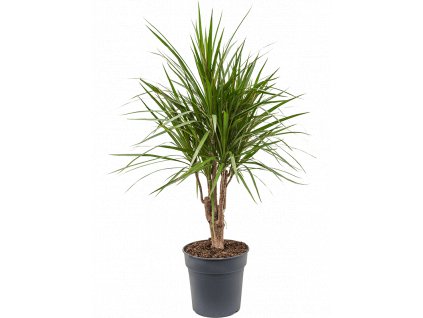 Dracaena marginata, průměr 24 cm  Dracéna lemovaná, Dračinec