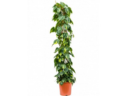 Philodendron scandens Brasil, průměr 27 cm  Filodendron