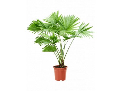 Livistonia rotundifolia, průměr 17 cm  Livistonie, Livistona čínská
