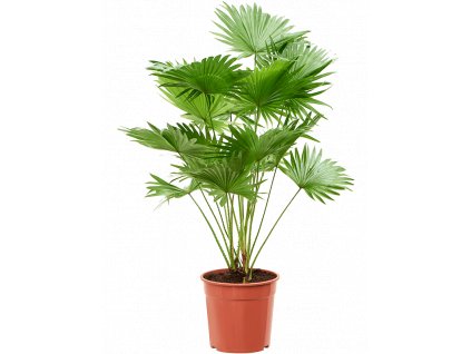 Livistonia rotundifolia, průměr 24 cm  Livistonie, Livistona čínská