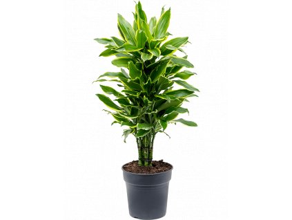 Dracaena fragrans Golden Coast, průměr 24 cm  Dracéna vonná, dračinec