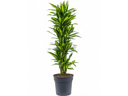 Dracaena fragrans Cintho, průměr 30 cm  Dracéna vonná, dračinec