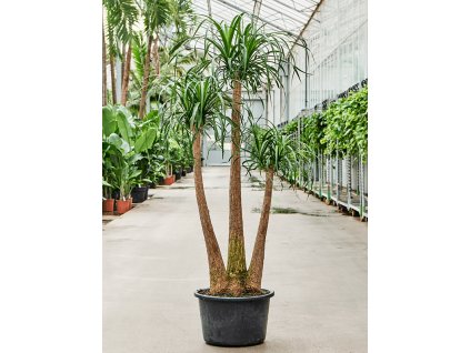 Beaucarnea recurvata, průměr 44 cm  Nolina, Sloní noha, Bokarnea