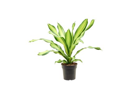 83211 dracaena fragrans charley prumer 19 cm