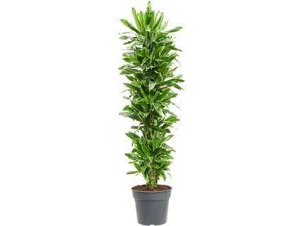 83214 dracaena fragrans golden coast prumer 34 cm
