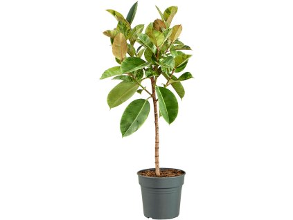 83220 ficus elastica shivereana moonshine prumer 30 cm