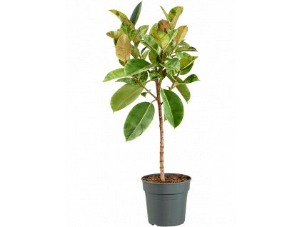 Ficus elastica Shivereana Moonshine, průměr 30 cm  Fíkovník pryžodárný, Fíkovník, Gumovník
