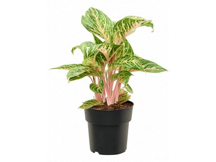 Aglaonema Coco Melon, průměr 19 cm  Aglaonema, Spící panna