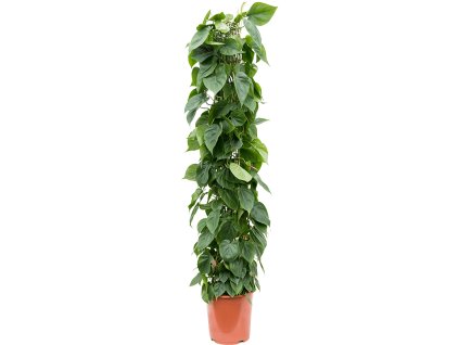 83235 philodendron scandens prumer 27 cm