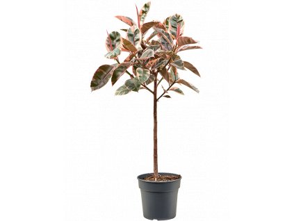 Ficus elastica Belize, průměr 30 cm  Fíkovník pryžodárný, Fíkovník, Gumovník