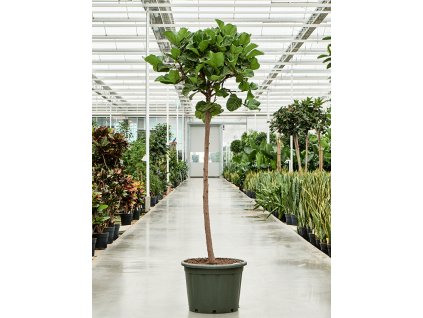 Ficus lyrata, průměr 55 cm  Fíkovník lyrovitý
