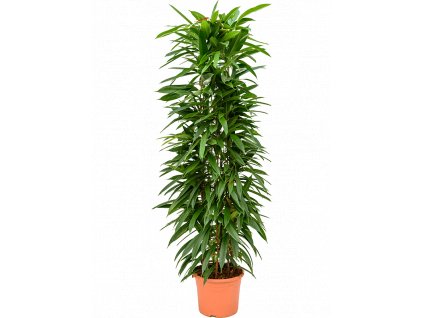 Ficus binnendijkii Amstel King, průměr 29 cm  Fíkovník