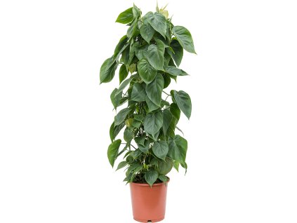 83268 philodendron scandens prumer 24 cm