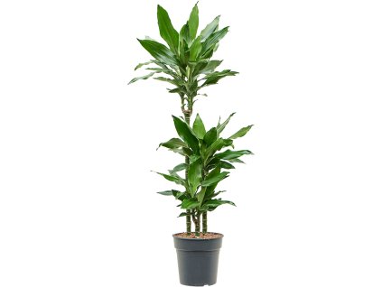83271 dracaena fragrans burundii prumer 21 cm