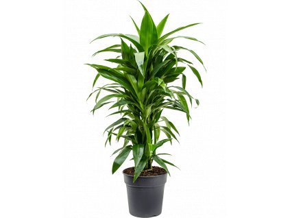 Dracaena fragrans Janet Craig, průměr 24 cm  Dracéna vonná, dračinec