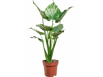 Alocasia cucullata, průměr 24 cm  Alokásie,  Alokázie