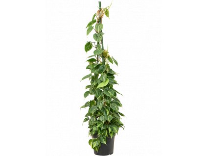 Philodendron scandens Brasil, průměr 27 cm  Filodendron