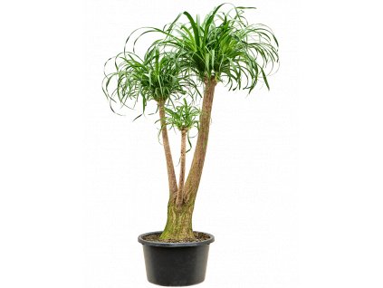 Beaucarnea recurvata, průměr 38 cm  Nolina, Sloní noha, Bokarnea