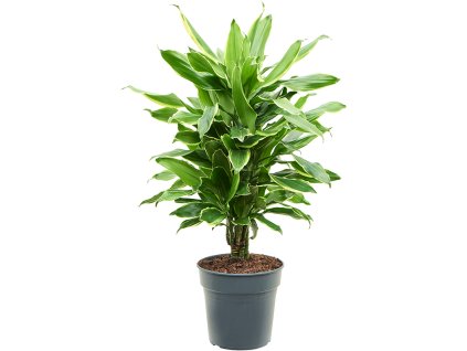 83304 dracaena fragrans golden coast prumer 21 cm