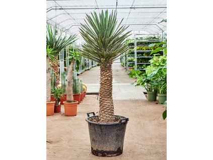 Yucca filifera, průměr 50 cm  Juka