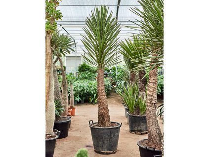 Yucca filifera, průměr 55 cm  Juka