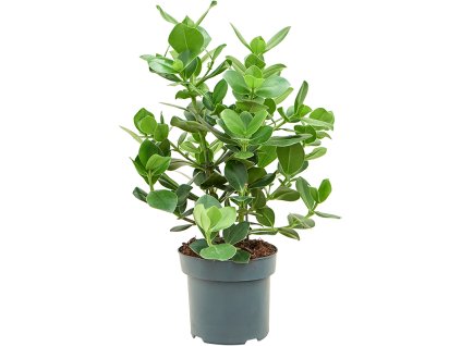 83334 clusia rosea princess prumer 24 cm