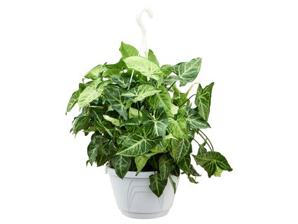 83340 syngonium arrow zaves prumer 22 cm
