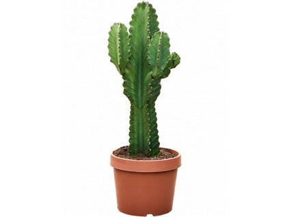 Euphorbia ingens, průměr 24 cm  Pryšec