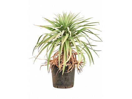 Yucca desmetiana, průměr 30 cm  Juka