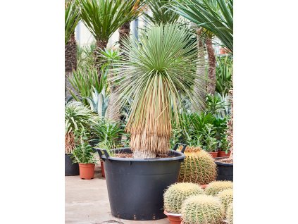 Yucca linearifolia, průměr 55 cm  Juka