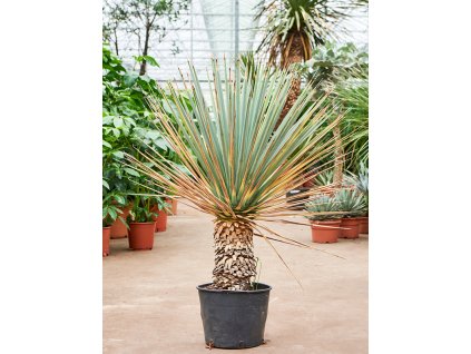 Yucca rigida, průměr 35 cm  Juka