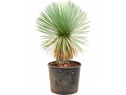Yucca rostrata, průměr 28 cm  Juka